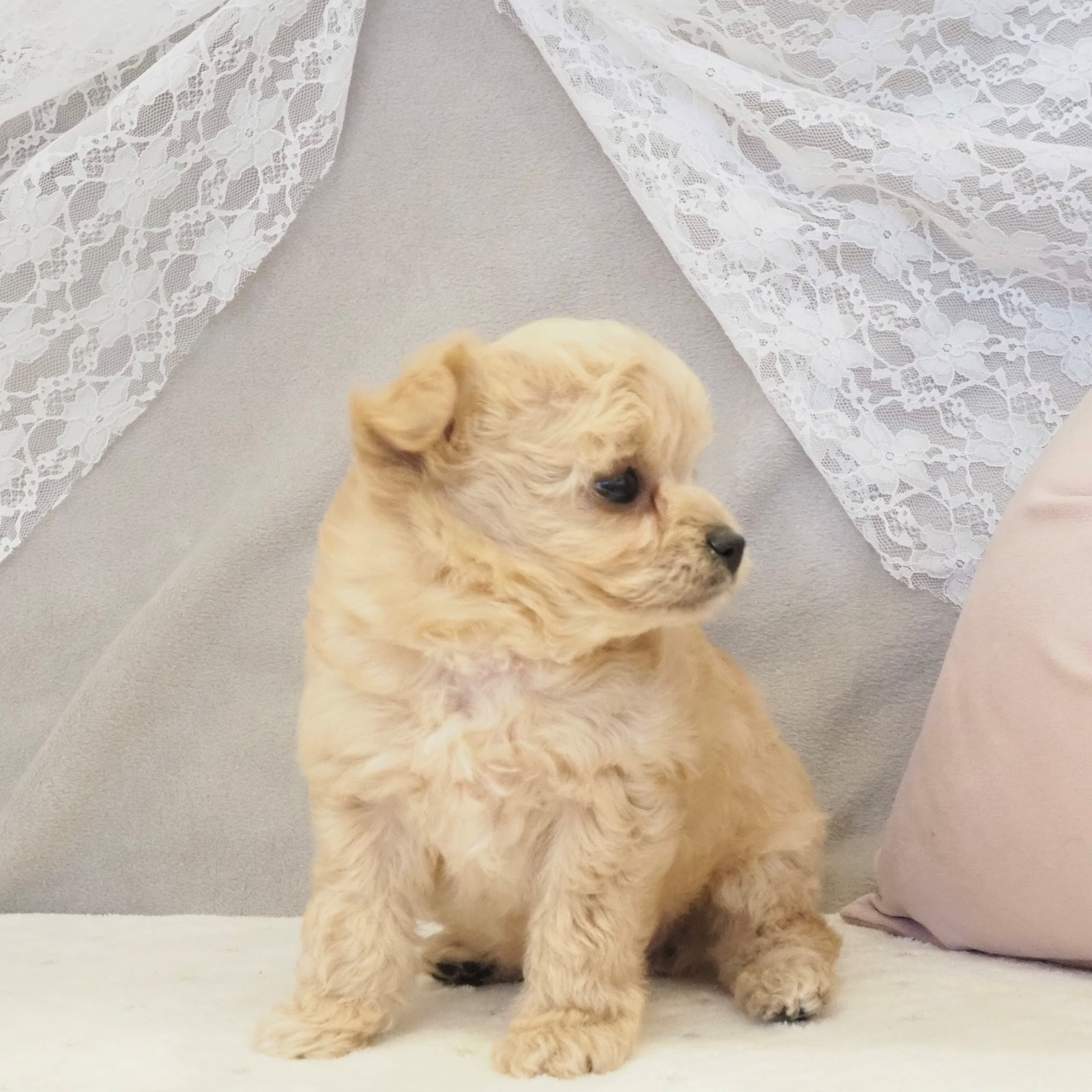 大阪府のチワプー/プーチー(チワワ×プードル) (犬の家＆猫の里もりのみやキューズモールBASE店/2026年1月16日生まれ/男の子/クリーム)の子犬の4枚目の画像