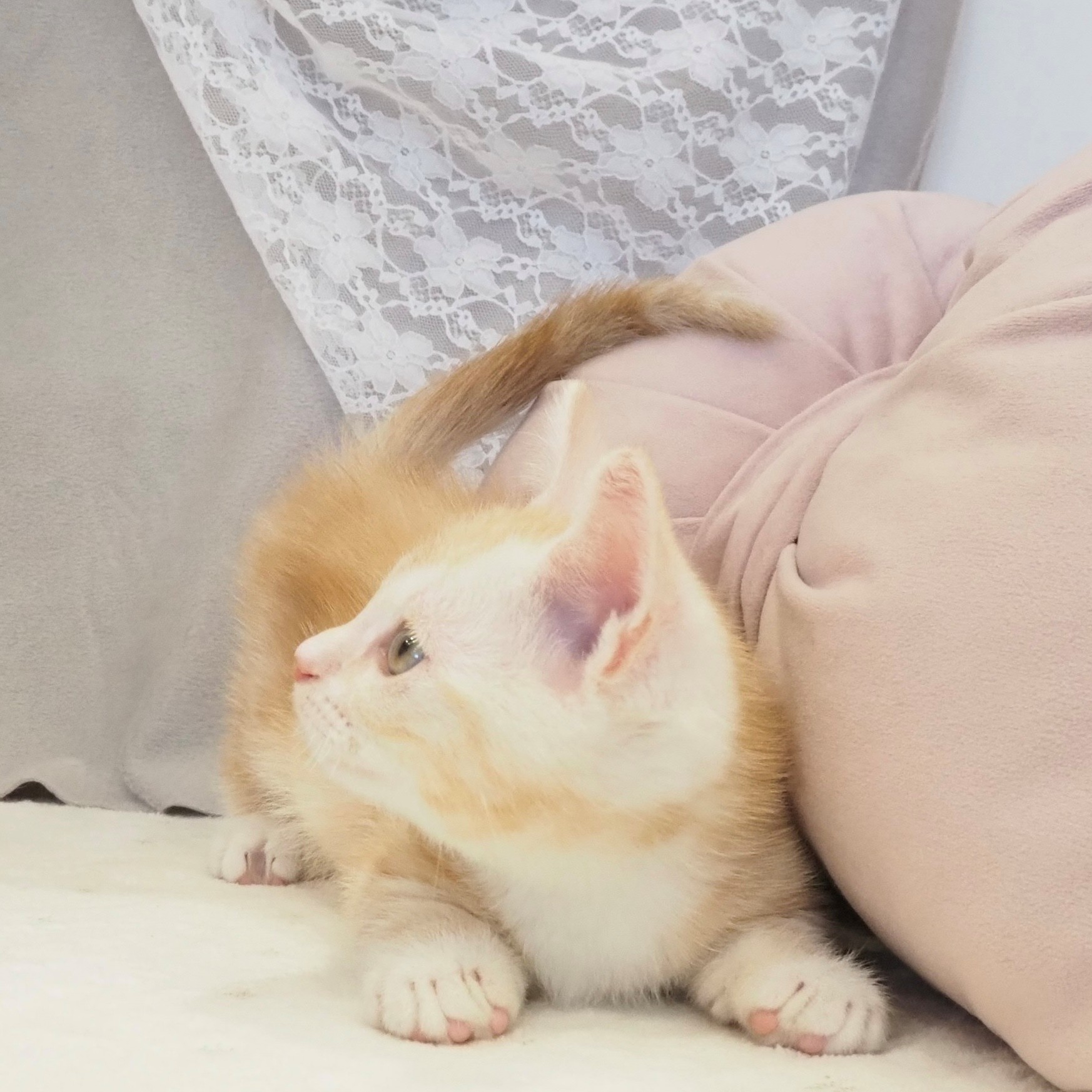 大阪府のマンチカン (犬の家＆猫の里もりのみやキューズモールBASE店/2026年1月17日生まれ/男の子/クリームタビー)の子猫の4枚目の画像