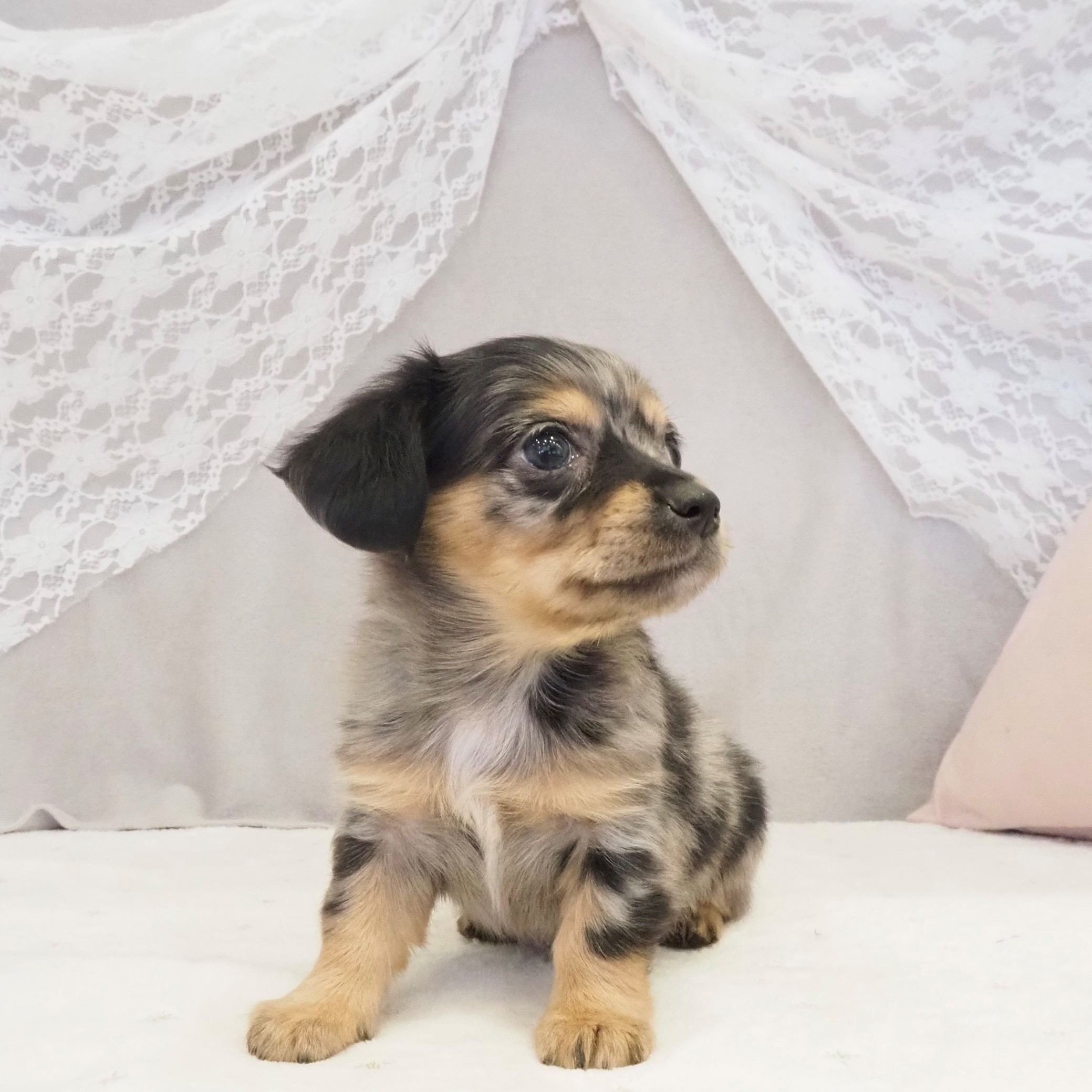 大阪府のチワックス(チワワ×ダックス) (犬の家＆猫の里もりのみやキューズモールBASE店/2026年1月16日生まれ/女の子/ブルーマール)の子犬の4枚目の画像