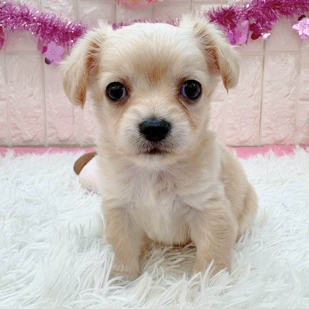 岡山県のチワックス(チワワ×ダックス) (犬の家＆猫の里倉敷店/2026年1月16日生まれ/女の子/クリーム)の子犬の4枚目の画像