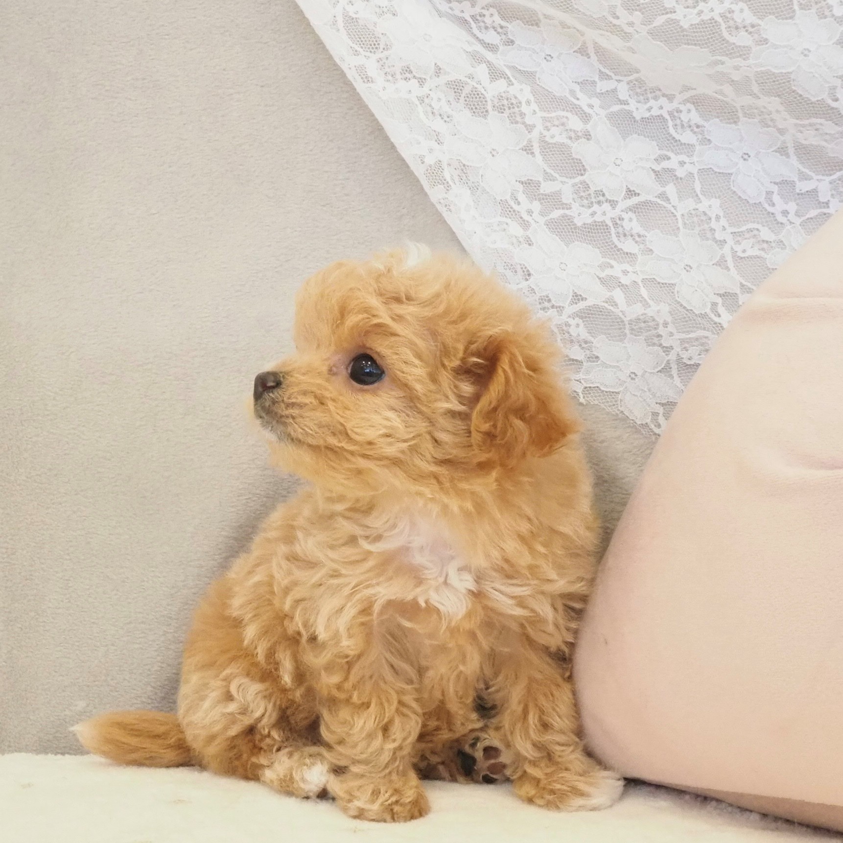 大阪府のチワプー/プーチー(チワワ×プードル) (犬の家＆猫の里もりのみやキューズモールBASE店/2026年1月18日生まれ/女の子/クリーム)の子犬の4枚目の画像