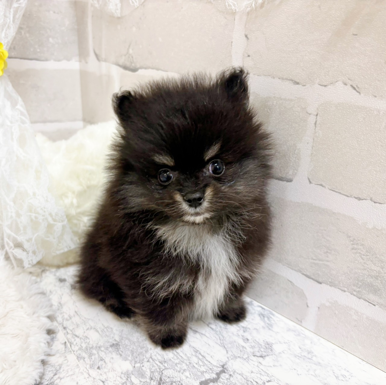 京都府のポメラニアン (犬の家＆猫の里京都精華店/2026年1月10日生まれ/女の子/ブラックタン)の子犬の4枚目の画像