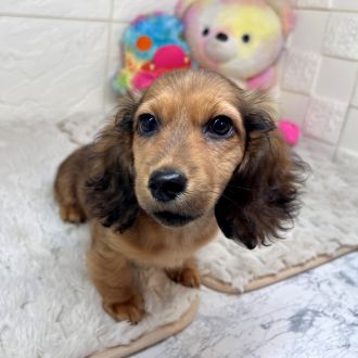 兵庫県のカニンヘンダックスフンド(ロング) (犬の家＆猫の里ゆめタウン姫路店/2026年1月18日生まれ/男の子/シェーデットレッド)の子犬の4枚目の画像