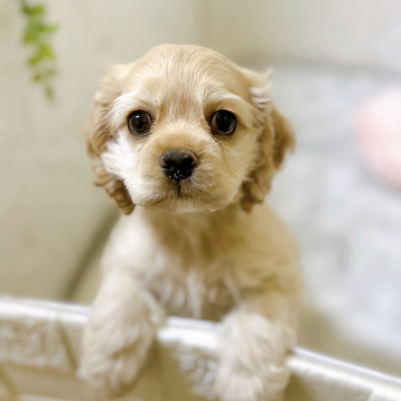 アメリカンコッカースパニエル女の子の写真