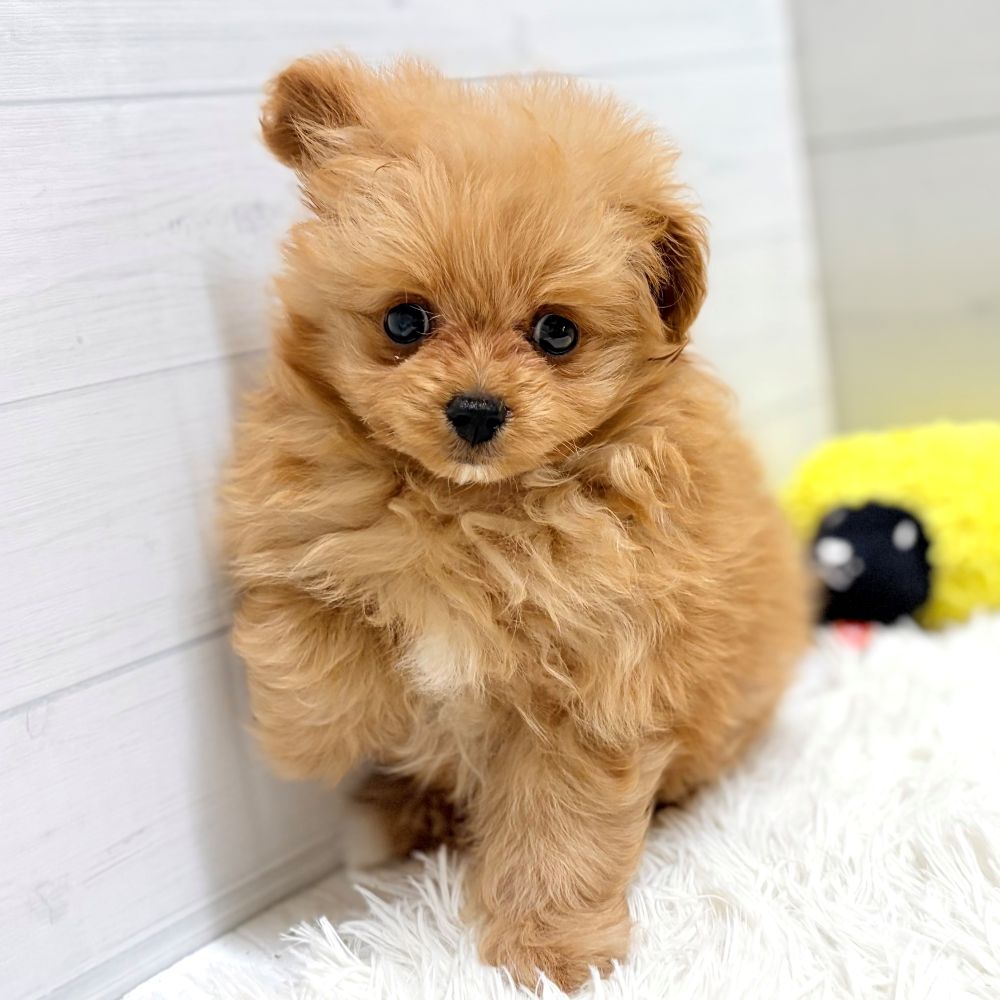 愛知県のポメプー(ポメラニアン×プードル) (犬の家＆猫の里豊田店/2026年1月17日生まれ/女の子/アプリコット)の子犬の4枚目の画像