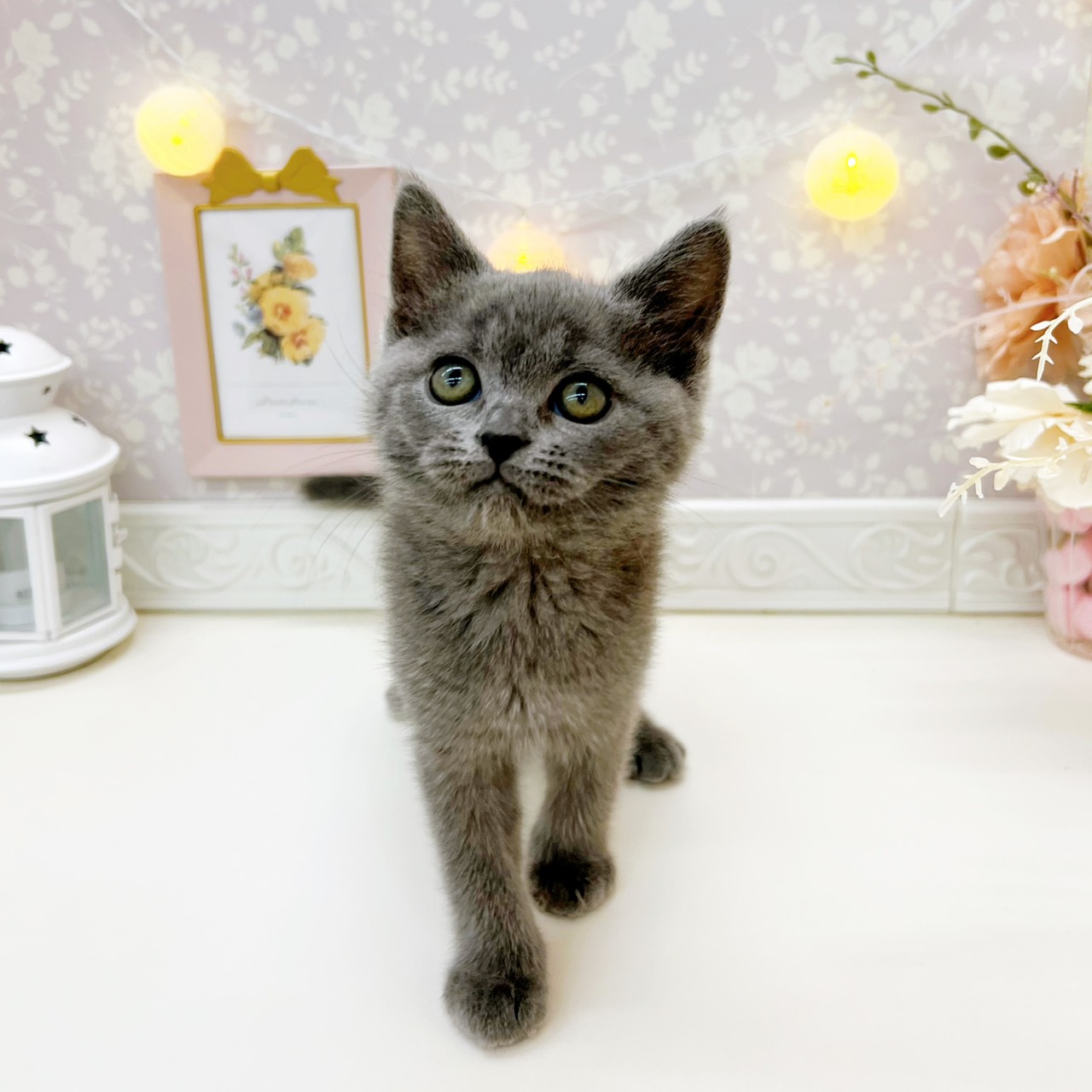 富山県のブリティッシュショートヘアー (犬の家＆猫の里富山店/2026年1月16日生まれ/男の子/ブルー)の子猫の4枚目の画像