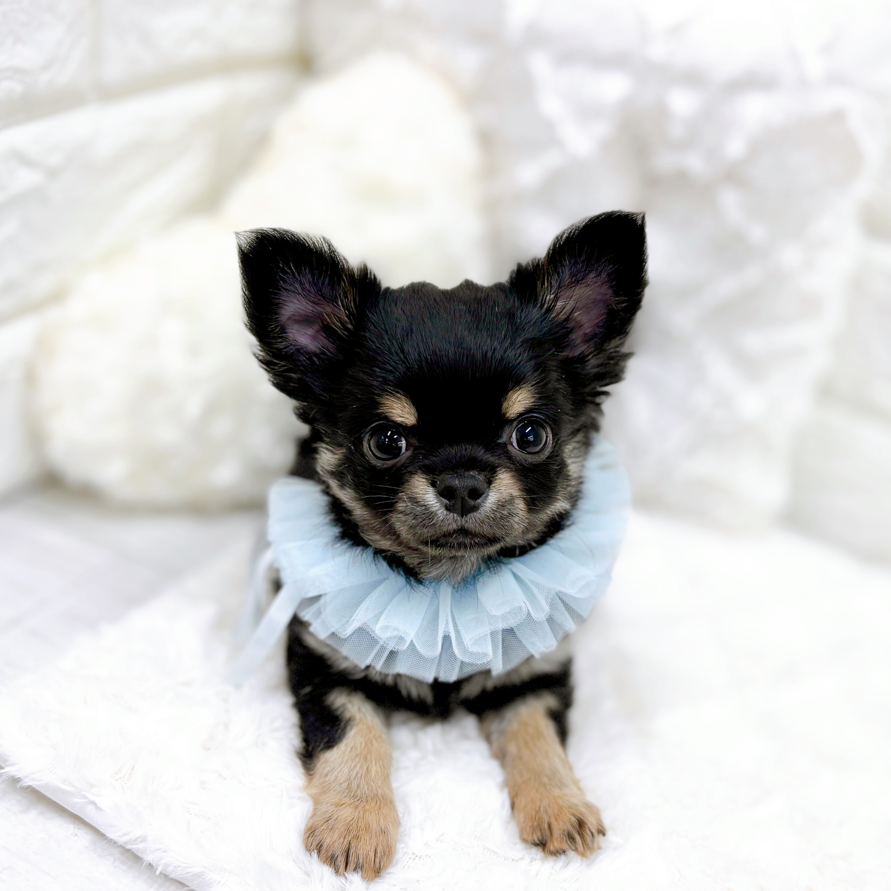 福井県のチワワ(ロング) (犬の家＆猫の里アミーゴ福井店/2026年1月14日生まれ/男の子/ブラッククリーム)の子犬の4枚目の画像