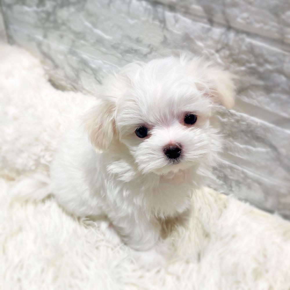 愛知県のマルチーズ (犬の家＆猫の里MiO香久山店/2026年1月13日生まれ/女の子/ホワイト)の子犬の4枚目の画像