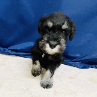 愛知県のミニチュアシュナウザー (犬の家＆猫の里一宮店/2026年1月18日生まれ/男の子/ブラックシルバー)の子犬の4枚目の画像