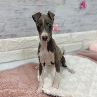 静岡県のイタリアングレーハウンド (犬の家＆猫の里プレ葉ウォーク浜北店/2026年1月14日生まれ/女の子/ブルーホワイト)の子犬の4枚目の画像