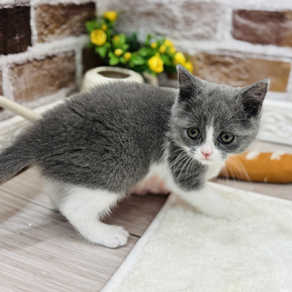 三重県のブリティッシュショートヘアー (犬の家＆猫の里三重桑名店/2026年1月17日生まれ/女の子/ブルーホワイト)の子猫の4枚目の画像