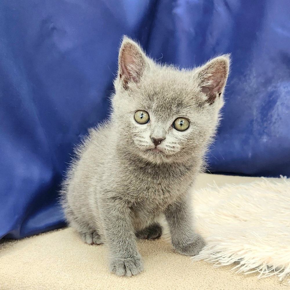 岐阜県のブリティッシュショートヘアー (犬の家＆猫の里中津川店/2026年1月17日生まれ/男の子/ブルー)の子猫の4枚目の画像