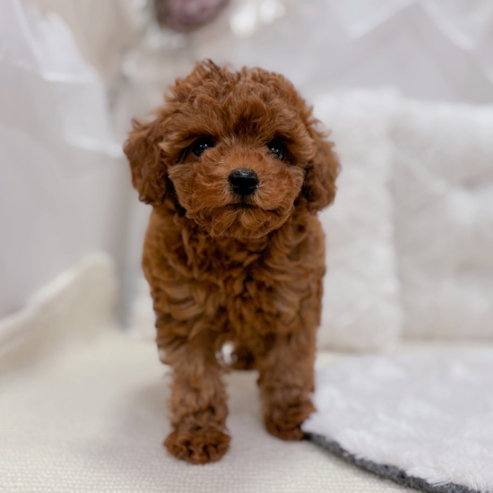 岐阜県のトイプードル(トイ) (犬の家＆猫の里カラフルタウン岐阜店/2026年1月17日生まれ/女の子/レッド)の子犬の4枚目の画像