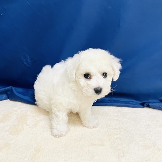 愛知県のビションフリーゼ (犬の家＆猫の里一宮店/2026年1月18日生まれ/女の子/ホワイト)の子犬の4枚目の画像