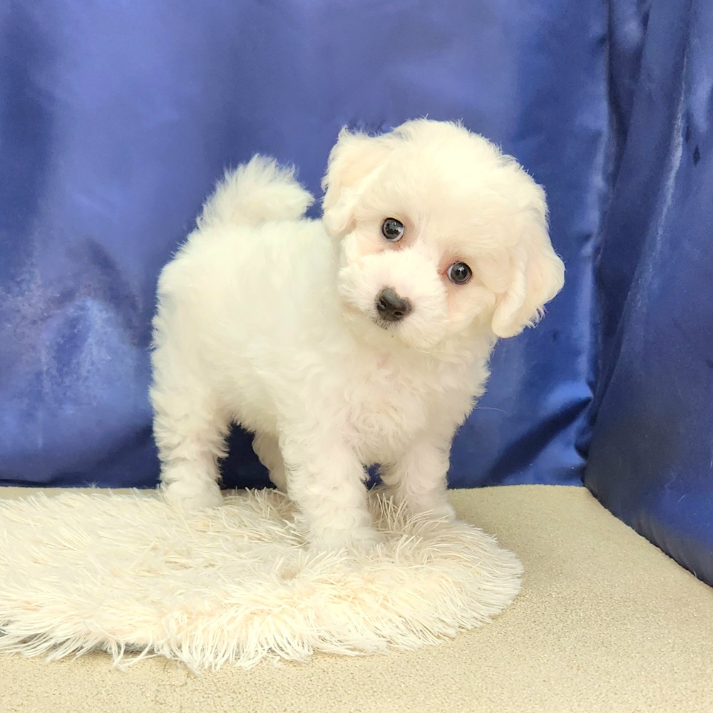 岐阜県のビションフリーゼ (犬の家＆猫の里中津川店/2026年1月18日生まれ/女の子/ホワイト)の子犬の4枚目の画像