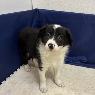 愛知県のボーダーコリー (犬の家＆猫の里一宮店/2026年1月16日生まれ/男の子/ブラックホワイト)の子犬の4枚目の画像