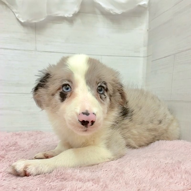 愛知県のボーダーコリー (犬の家＆猫の里碧南店/2026年1月16日生まれ/女の子/ブルーマール)の子犬の4枚目の画像