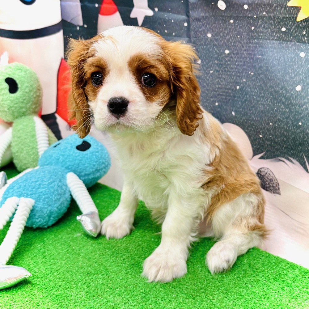 愛知県のキャバリアキングチャールズスパニエル (犬の家＆猫の里名古屋天白店/2026年1月16日生まれ/男の子/ブレンハイム)の子犬の4枚目の画像