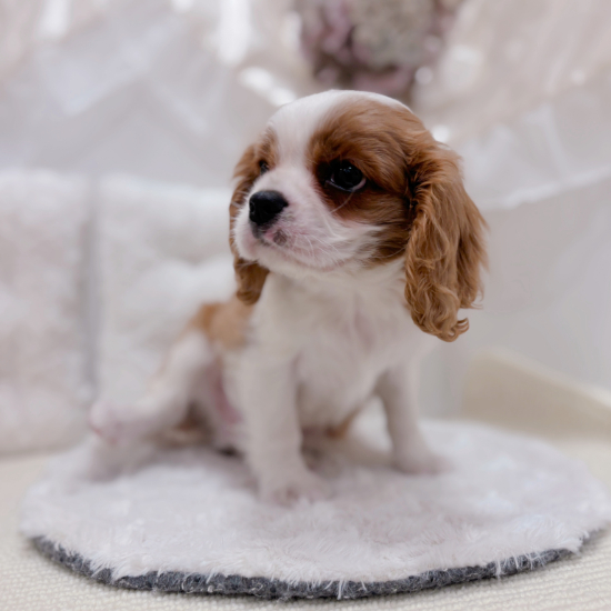 岐阜県のキャバリアキングチャールズスパニエル (犬の家＆猫の里カラフルタウン岐阜店/2026年1月16日生まれ/男の子/ブレンハイム)の子犬の4枚目の画像