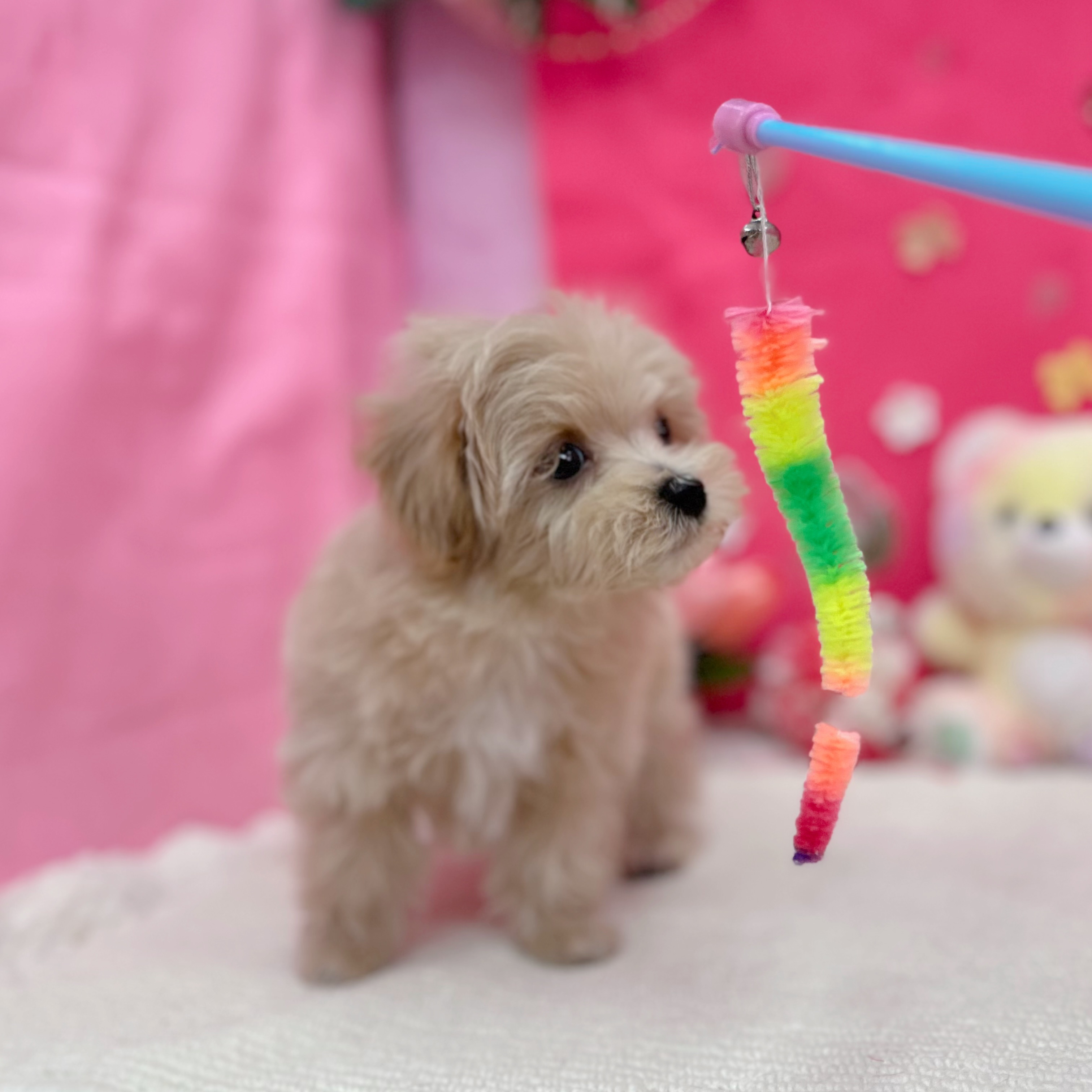 岐阜県のマルプー(マルチーズ×プードル) (犬の家＆猫の里岐南店/2026年1月16日生まれ/男の子/アプリコット)の子犬の4枚目の画像