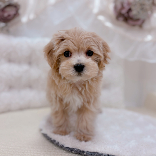 岐阜県のマルプー(マルチーズ×プードル) (犬の家＆猫の里カラフルタウン岐阜店/2026年1月16日生まれ/女の子/アプリコット)の子犬の4枚目の画像