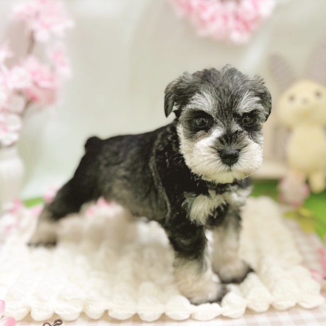 静岡県のミニチュアシュナウザー (犬の家＆猫の里藤枝店/2026年1月20日生まれ/男の子/ソルトペッパー)の子犬の4枚目の画像