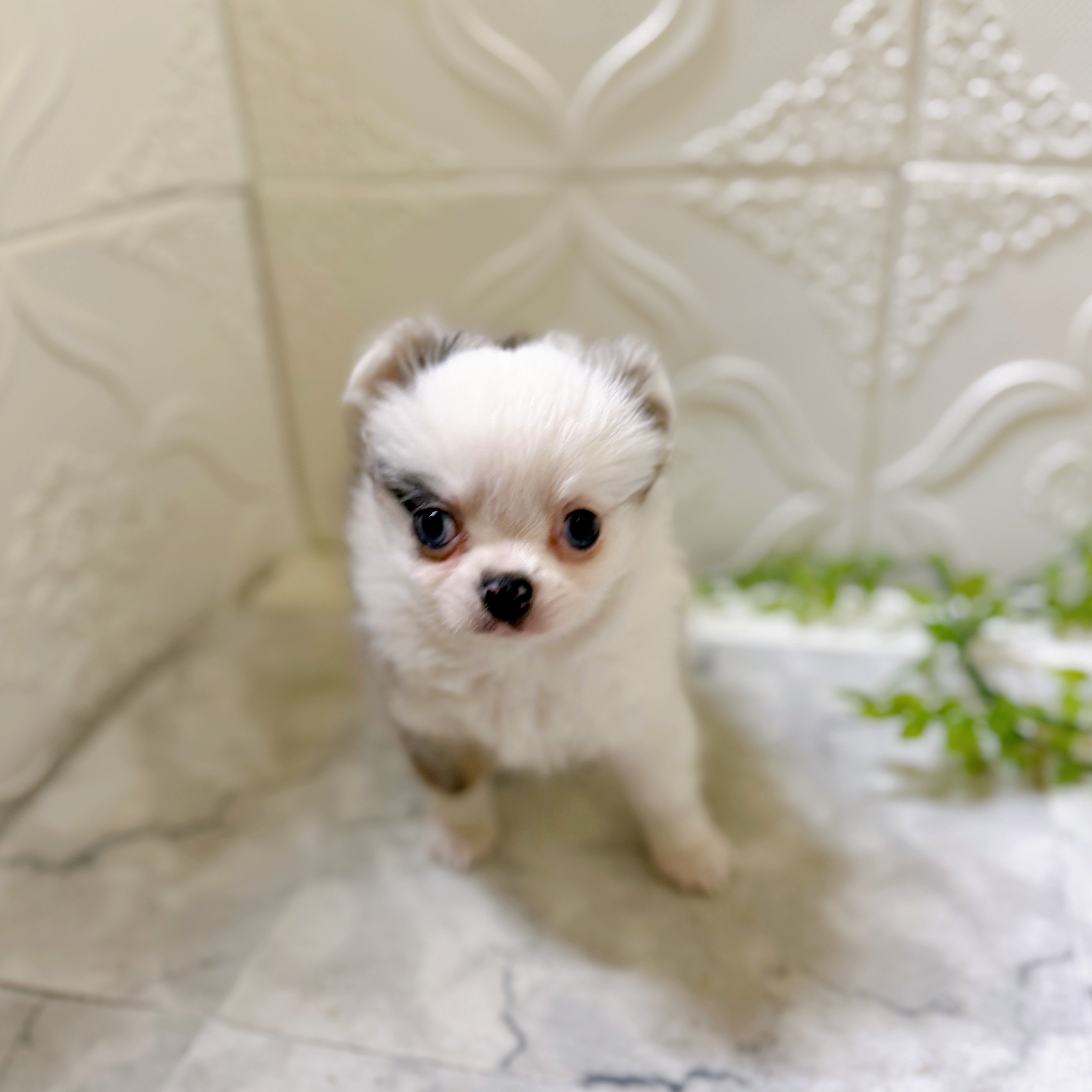 愛知県のチワワ(ロング) (犬の家＆猫の里安城店/2026年1月18日生まれ/男の子/ブルーマールホワイト)の子犬の4枚目の画像