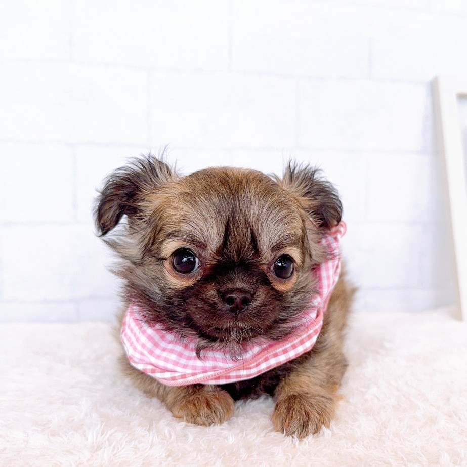 石川県のチワワ(ロング) (犬の家＆猫の里金沢店/2026年1月18日生まれ/女の子/フォーン)の子犬の1枚目の画像