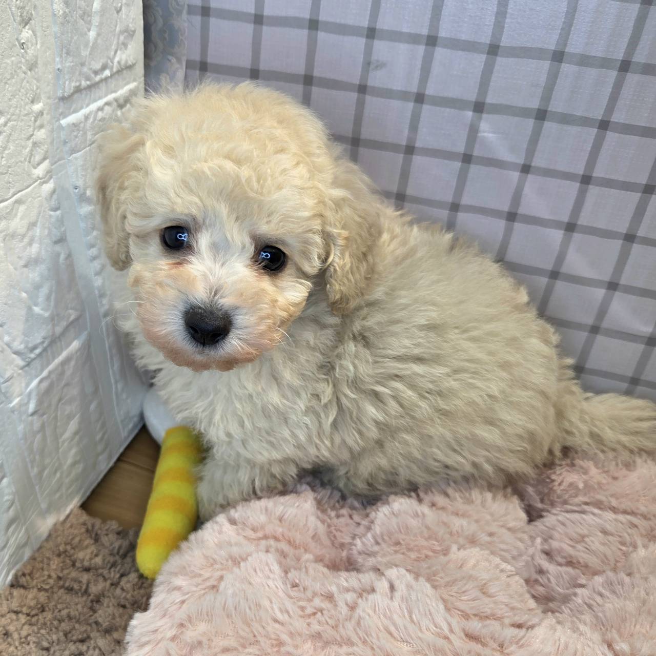 長野県のトイプードル(トイ) (犬の家＆猫の里カインズ梓川店/2026年1月19日生まれ/男の子/ホワイト)の子犬の4枚目の画像