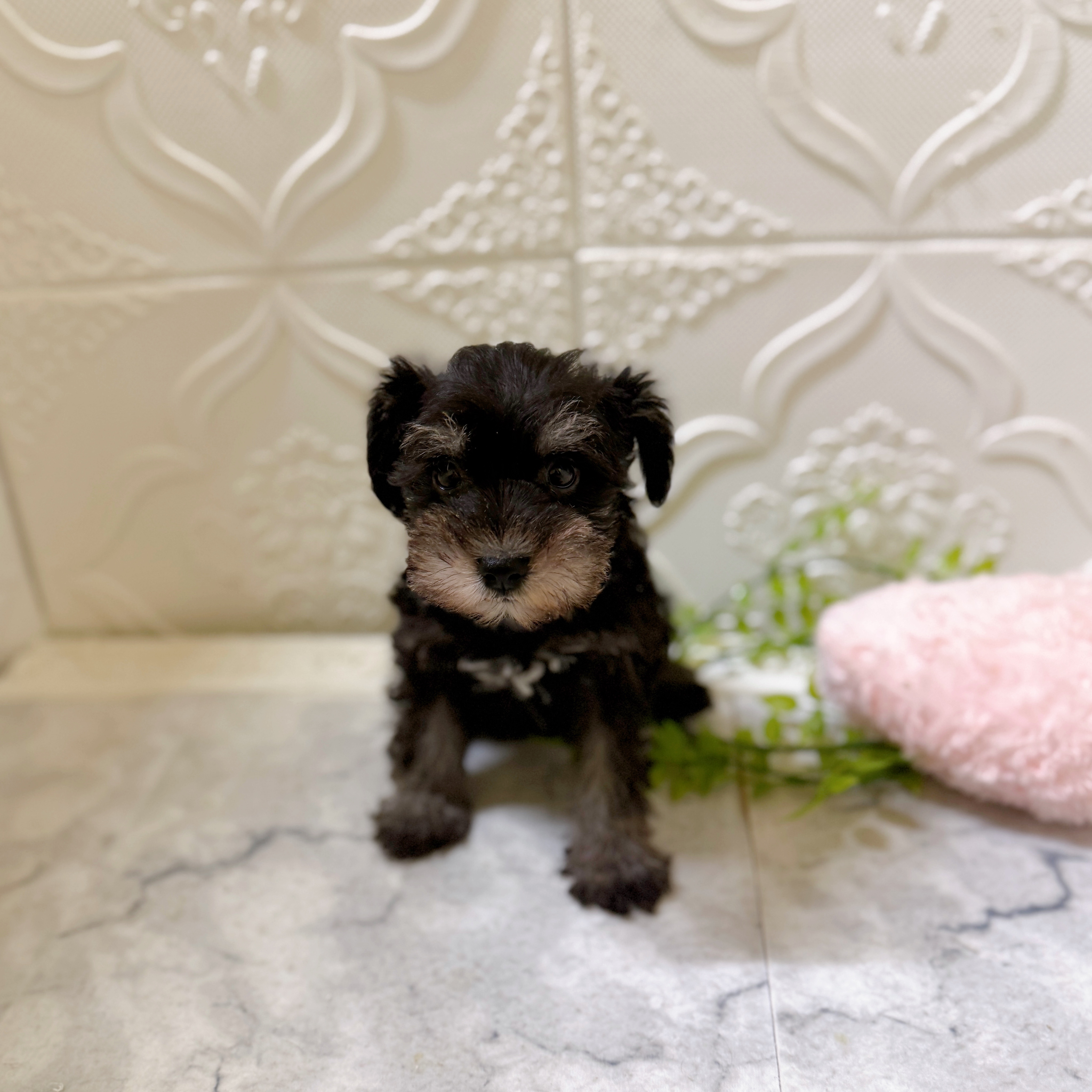 愛知県のミニチュアシュナウザー (犬の家＆猫の里岡崎店/2026年1月19日生まれ/男の子/ブラックシルバー)の子犬の4枚目の画像