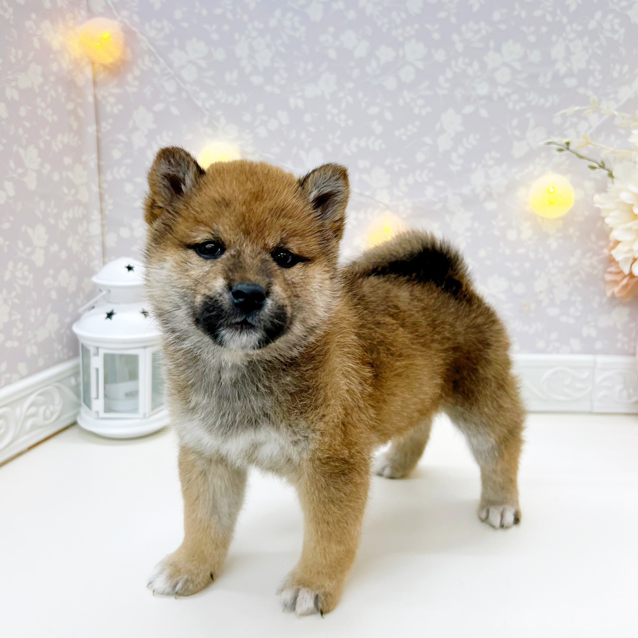 富山県の柴犬(標準サイズ) (犬の家＆猫の里富山店/2026年1月18日生まれ/女の子/赤)の子犬の4枚目の画像