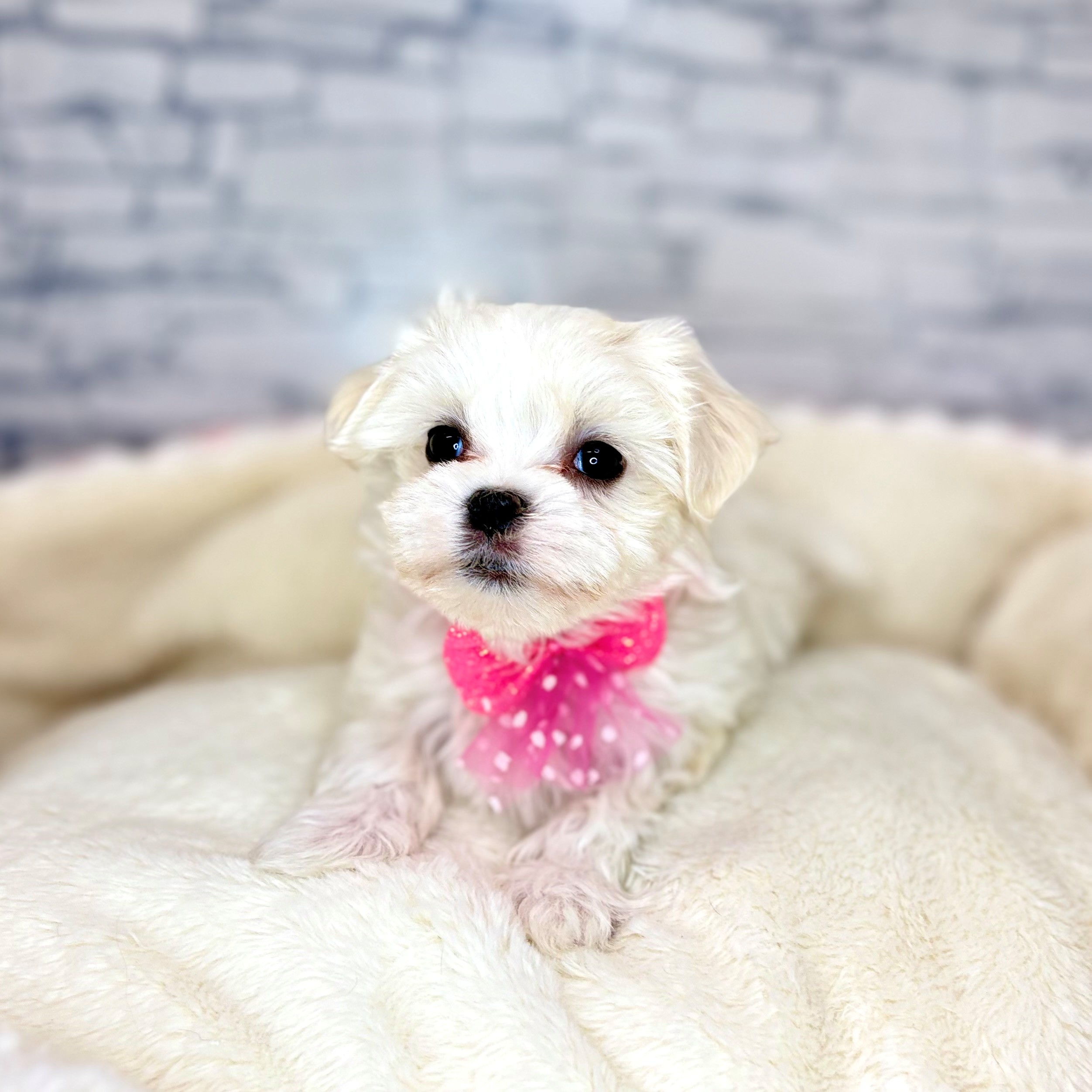 長野県のマルチーズ (犬の家＆猫の里長野店/2026年1月20日生まれ/女の子/ホワイト)の子犬の4枚目の画像