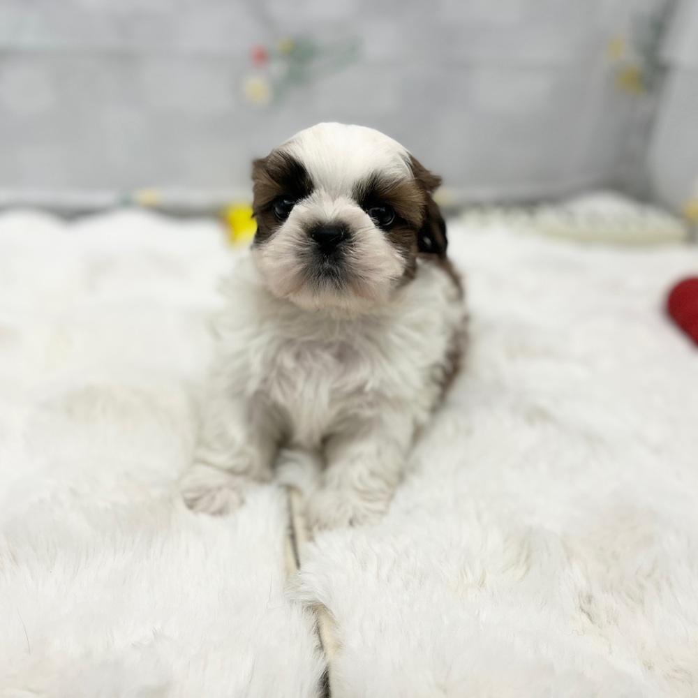 静岡県のシーズー (犬の家＆猫の里MEGAドン・キホーテ袋井店/2026年1月19日生まれ/男の子/ホワイトゴールド)の子犬の4枚目の画像