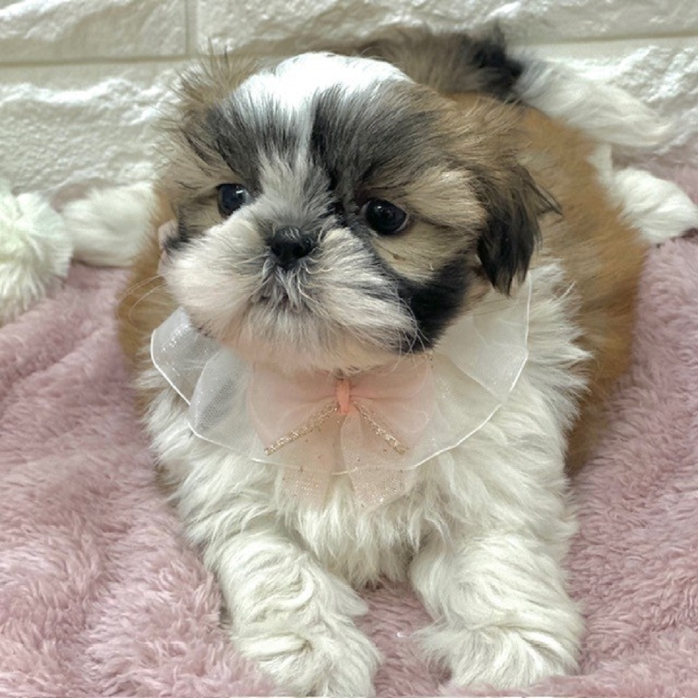 静岡県のシーズー (犬の家＆猫の里アミーゴ浜松和田店/2026年1月19日生まれ/女の子/ゴールドホワイト)の子犬の4枚目の画像