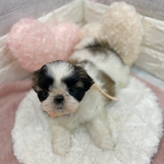 静岡県のシーズー (犬の家＆猫の里プレ葉ウォーク浜北店/2026年1月19日生まれ/女の子/ホワイトゴールド)の子犬の4枚目の画像