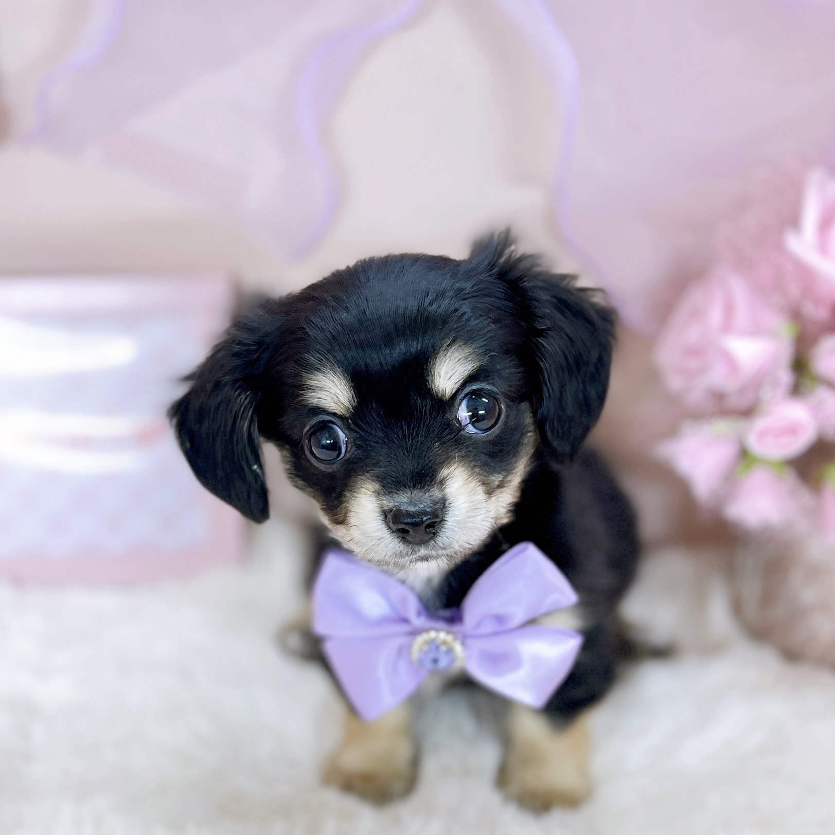 福井県のチワックス(チワワ×ダックス) (犬の家＆猫の里アミーゴ福井大和田店/2026年1月20日生まれ/女の子/ブラッククリーム)の子犬の1枚目の画像