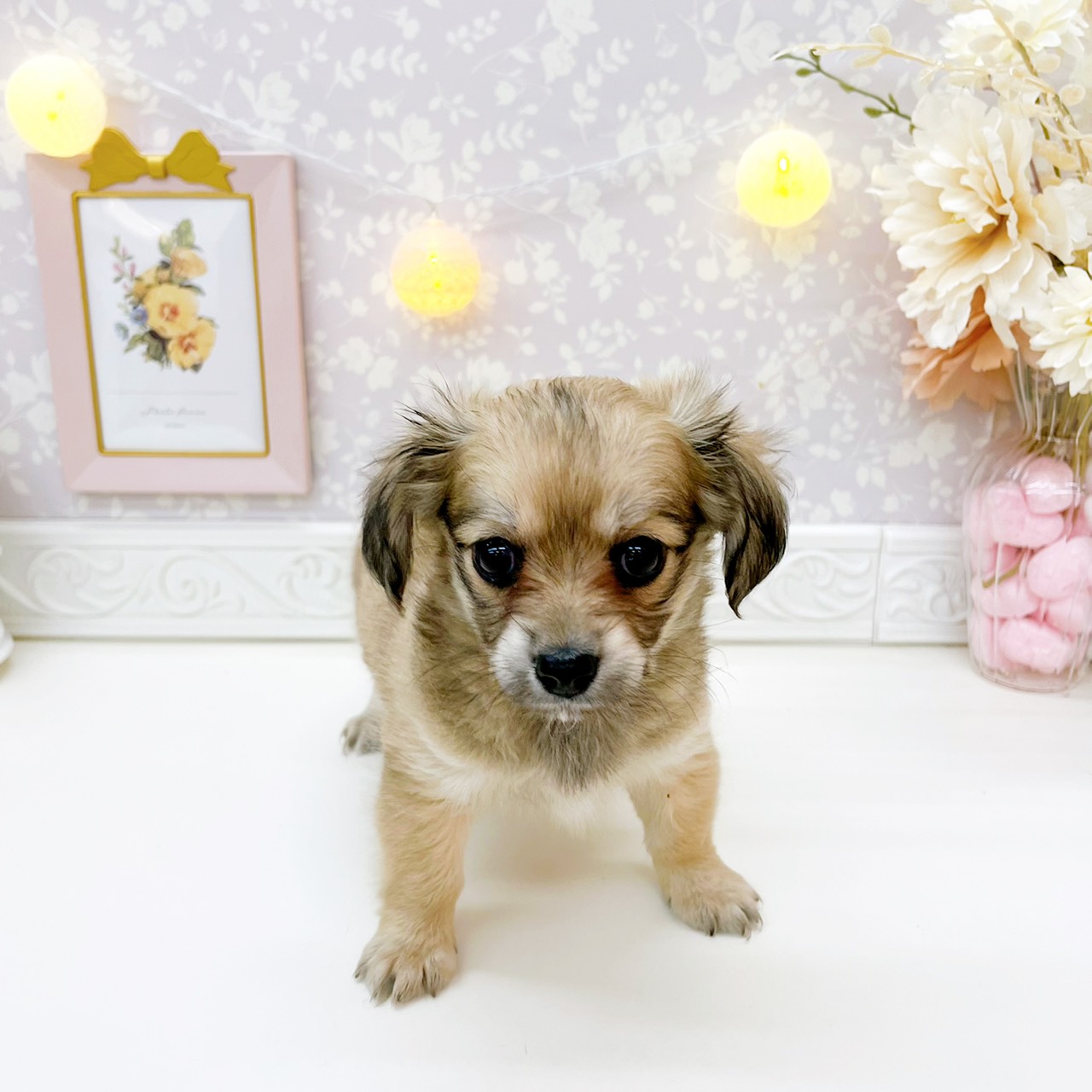 富山県のチワックス(チワワ×ダックス) (犬の家＆猫の里富山店/2026年1月20日生まれ/女の子/シェーデットイエロー)の子犬の4枚目の画像