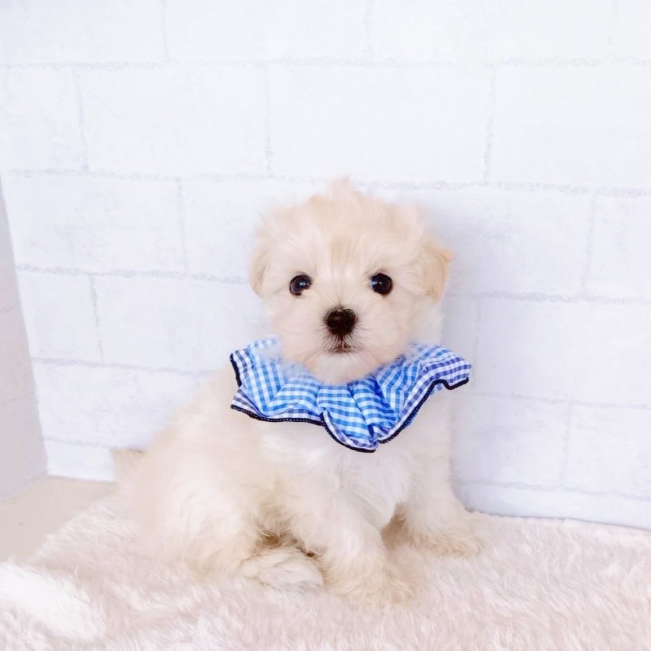 石川県のマルプー(マルチーズ×プードル) (犬の家＆猫の里金沢店/2026年1月20日生まれ/男の子/クリーム)の子犬の1枚目の画像