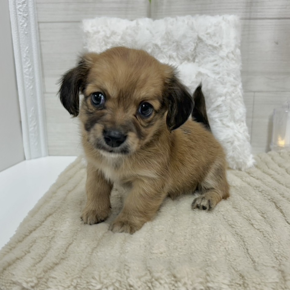 神奈川県のチワックス(チワワ×ダックス) (犬の家＆猫の里相模原店/2026年1月19日生まれ/女の子/レッド)の子犬の4枚目の画像