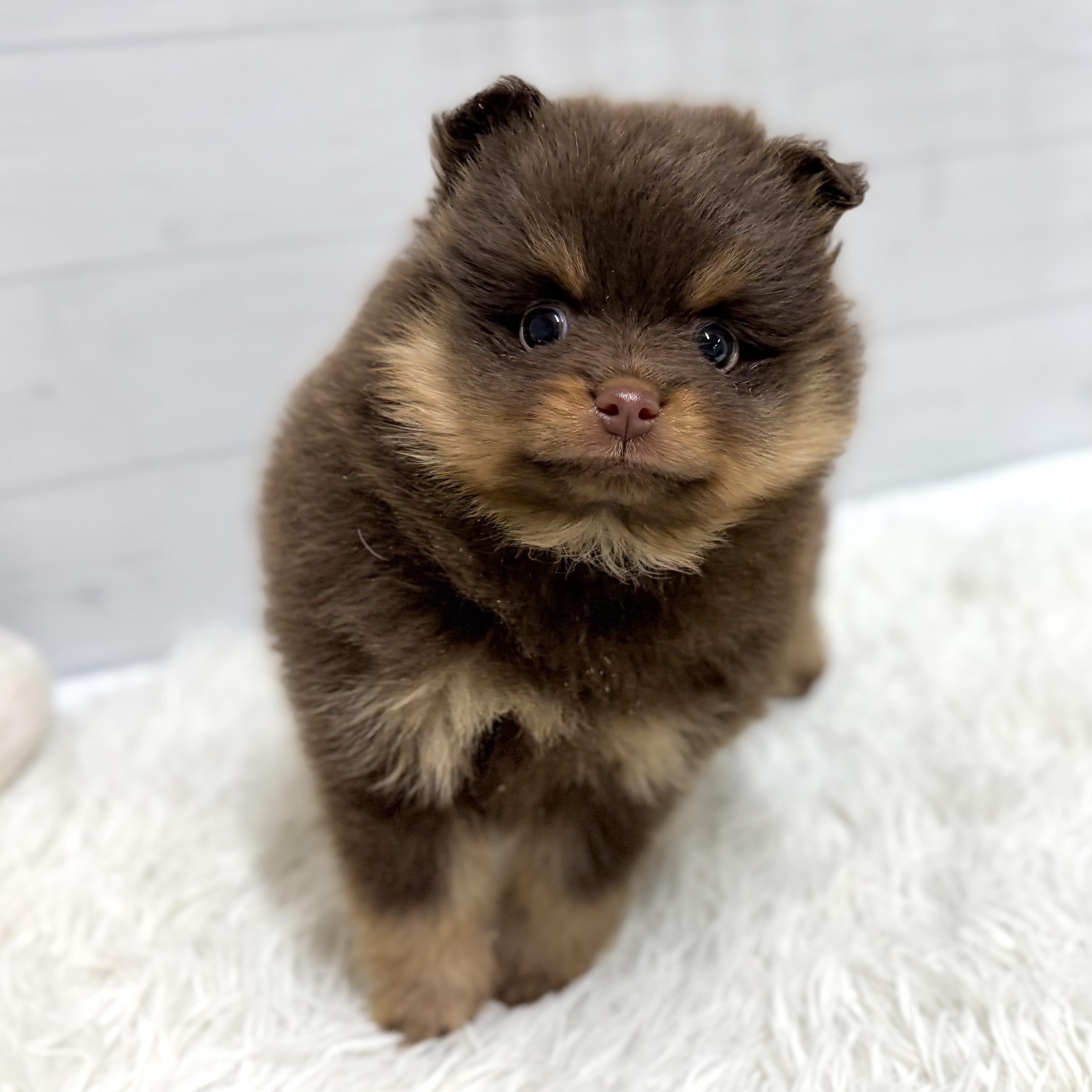 愛知県のポメラニアン (犬の家＆猫の里豊田店/2026年1月14日生まれ/男の子/チョコレートタン)の子犬の4枚目の画像