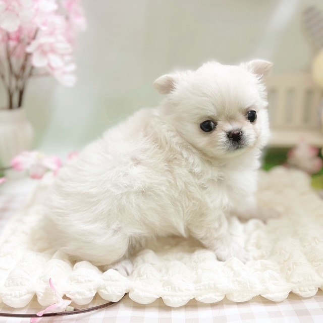 静岡県のチワワ(ロング) (犬の家＆猫の里藤枝店/2026年1月19日生まれ/女の子/クリーム)の子犬の4枚目の画像