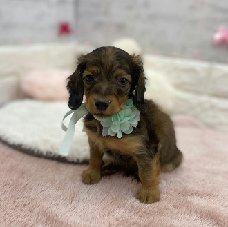 静岡県のミニチュアダックスフンド(ロング) (犬の家＆猫の里アミーゴ浜松和田店/2026年1月15日生まれ/男の子/レッド)の子犬の4枚目の画像