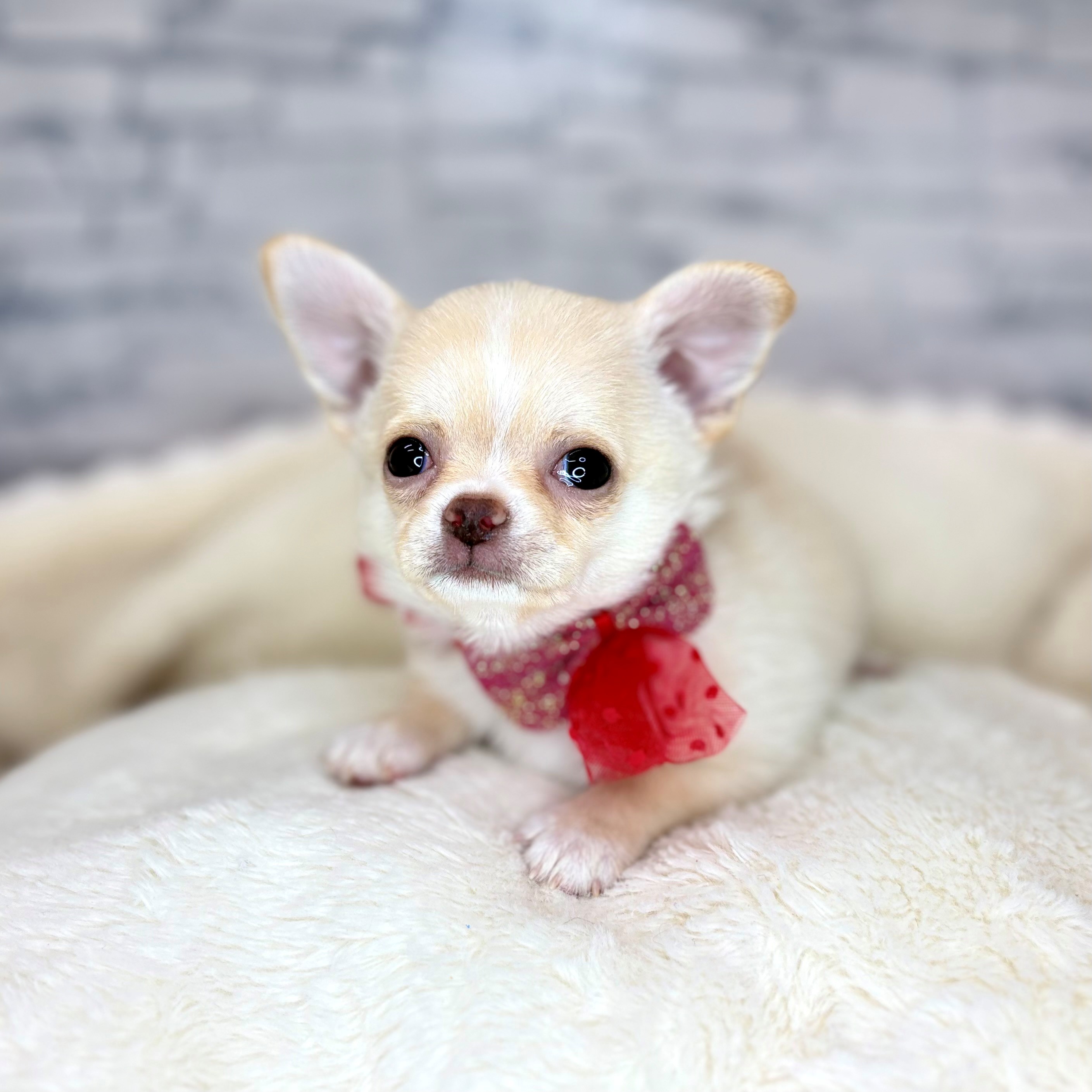 長野県のチワワ(スムース) (犬の家＆猫の里長野店/2026年1月20日生まれ/男の子/クリーム)の子犬の4枚目の画像