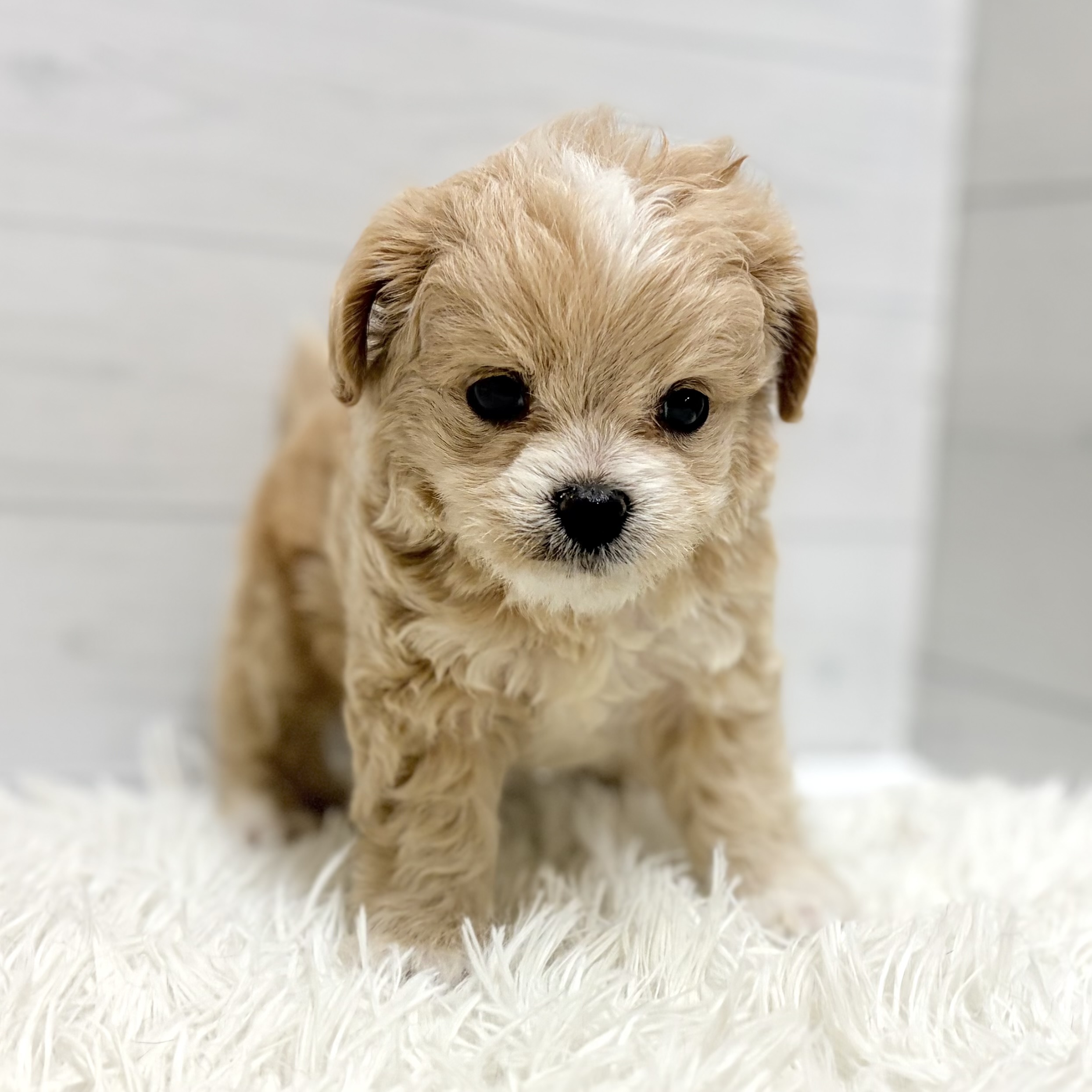 愛知県のチワプー/プーチー(チワワ×プードル) (犬の家＆猫の里豊田店/2026年1月20日生まれ/男の子/アプリコットホワイト)の子犬の4枚目の画像