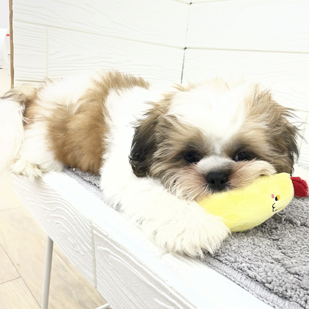 愛知県のシーズー (犬の家＆猫の里七宝店/2026年1月18日生まれ/男の子/ホワイトゴールド)の子犬の4枚目の画像