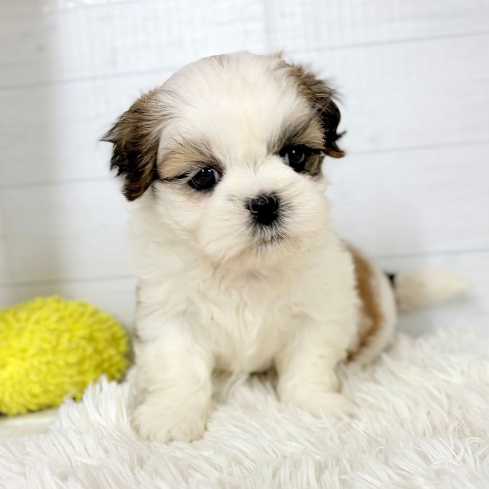 愛知県のシーズー (犬の家＆猫の里豊田店/2026年1月18日生まれ/女の子/ホワイトゴールド)の子犬の4枚目の画像