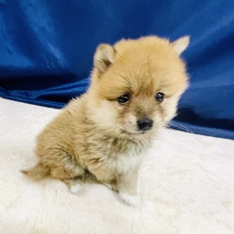 愛知県のポメ柴/豆ポメ/ポメ豆柴(ポメラニアン×柴犬) (犬の家＆猫の里一宮店/2026年1月18日生まれ/女の子/赤)の子犬の4枚目の画像