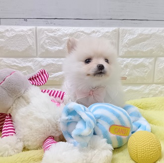 静岡県のポメラニアン (犬の家＆猫の里アミーゴ浜松和田店/2026年1月19日生まれ/女の子/クリーム)の子犬の4枚目の画像