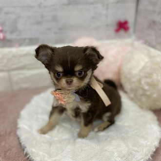 静岡県のチワワ(ロング) (犬の家＆猫の里アミーゴ浜松和田店/2026年1月19日生まれ/女の子/チョコレートタンホワイト)の子犬の4枚目の画像