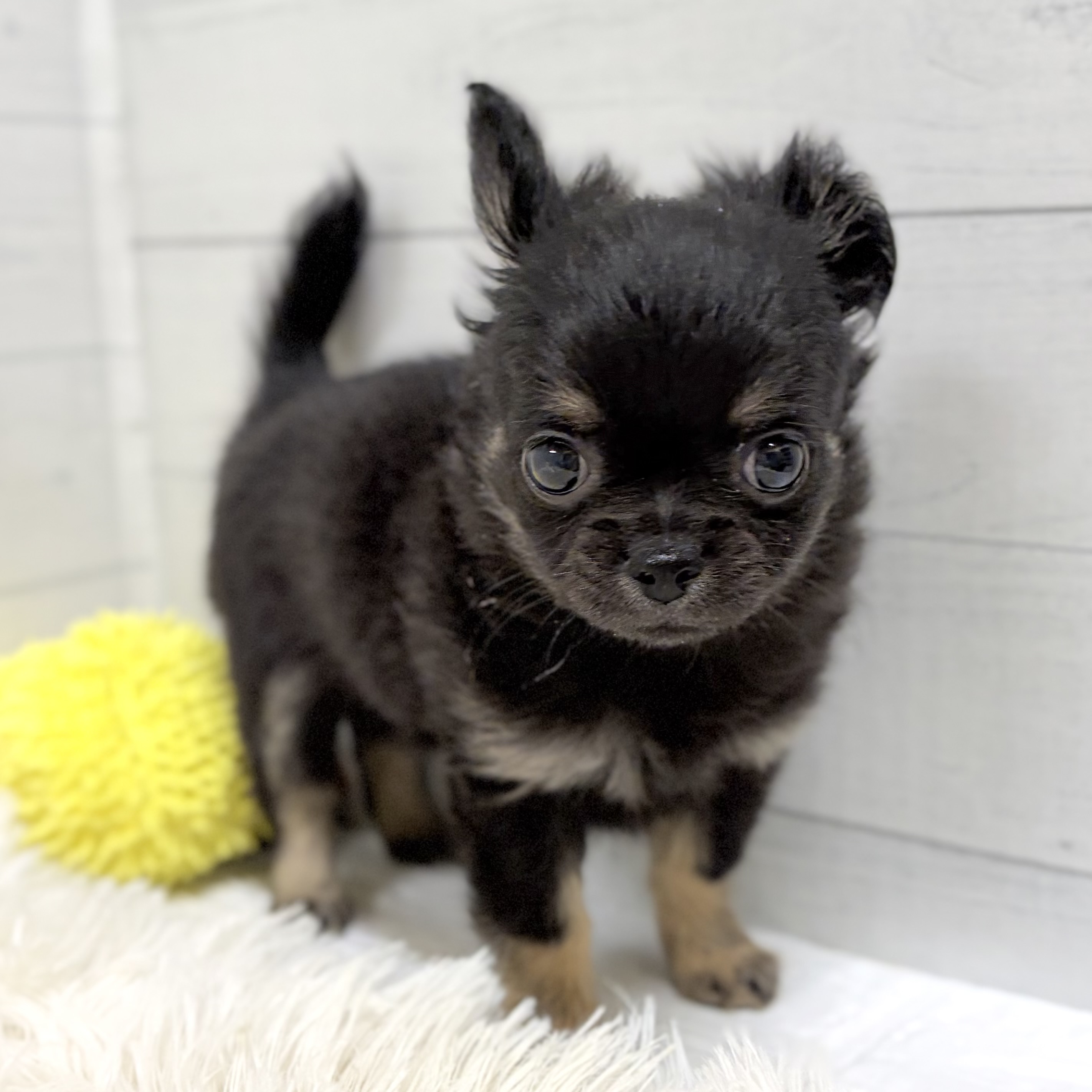 愛知県のチワワ(ロング) (犬の家＆猫の里豊田店/2026年1月18日生まれ/女の子/ブラックタン)の子犬の4枚目の画像